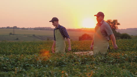 Father-Farmer-And-Son-Together-Carry-A-Box-With-A-Crop-On-The-Field-Family-Agribusiness