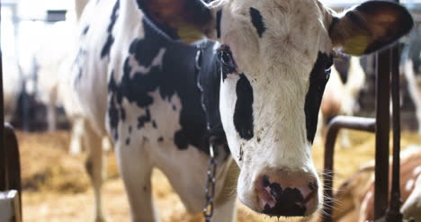 Modern-Farm-Barn-With-Milking-Cows-Eating-Hay-Cows-Feeding-On-Dairy-Farm