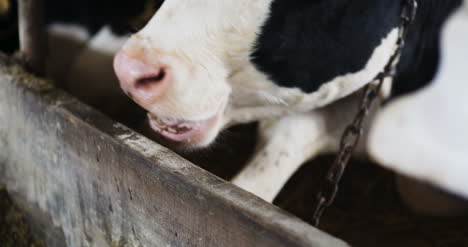 Kuh,-Die-Heu-Im-Bauernhofstall-Isst-Landwirtschaft-Milchkühe-Im-Landwirtschaftlichen-Bauernhofstall