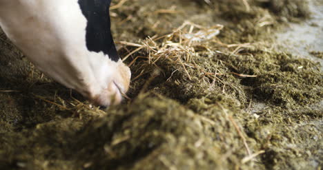 Cow-Eating-Hay-In-Farm-Barn-Agriculture-Dairy-Cows-In-Agricultural-Farm-Barn-1
