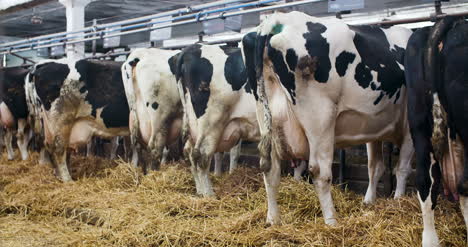 Moderne-Scheune-Mit-Milchkühen,-Die-Heu-Fressen-Kühe,-Die-Auf-Milchviehbetrieb-Füttern