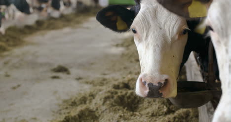Modern-Farm-Barn-With-Milking-Cows-Eating-Hay-Cows-Feeding-On-Dairy-Farm-3