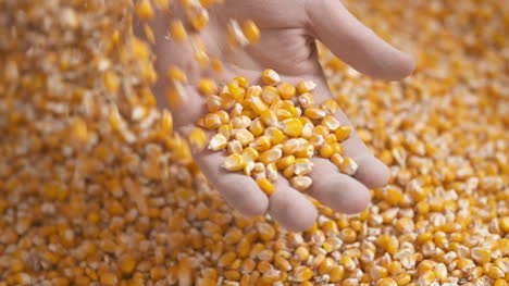 Farmer-Hands-Showing-Freshly-Harvested-Corn-Grains-Agriculture-Corn-Harvesting-2