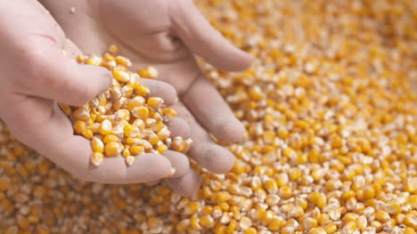 Farmer-Hands-Showing-Freshly-Harvested-Corn-Grains-Agriculture-Corn-Harvesting-3