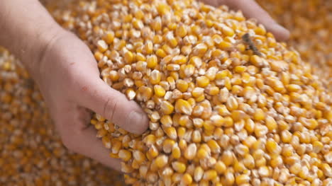 Farmer-Hands-Showing-Freshly-Harvested-Corn-Grains-Agriculture-Corn-Harvesting-5