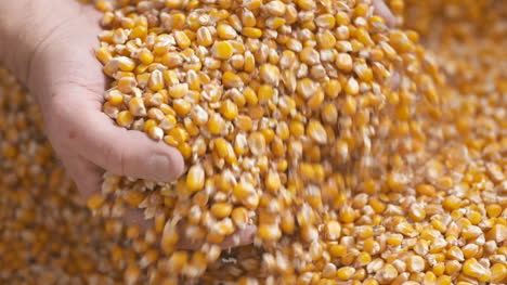 Farmer-Hands-Showing-Freshly-Harvested-Corn-Grains-Agriculture-Corn-Harvesting-6