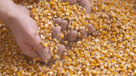 Frisch-Geerntete-Maiskörner-Landwirtschaft-Hintergrund-Maisernte-4