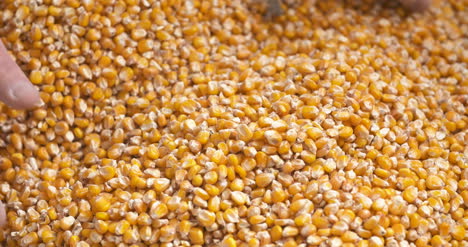 Farmer-Examining-Corn-Grains-In-Hands-1