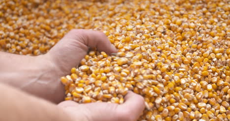 Corn-Grains-In-Farmer-Hands-5