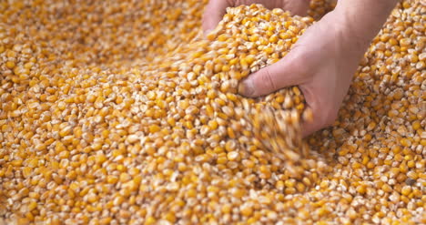 Frisch-Geerntete-Mais-Maiskörner-Landwirtschaft-Hintergrund-Maisernte-1
