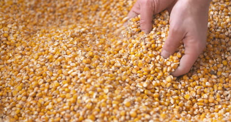 Corn-Grains-Falling-Down-In-Corn-Sack-Form-Farmer'S-Hand-