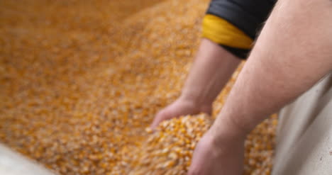 Maiskörner-Aus-Landwirtschaftlichem-Mais