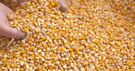 Farmer-Examining-Maize-Corn-Grain-In-Hands