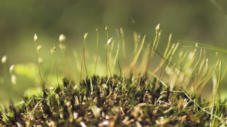 Close-Shot-On-Moss-In-The-Woods