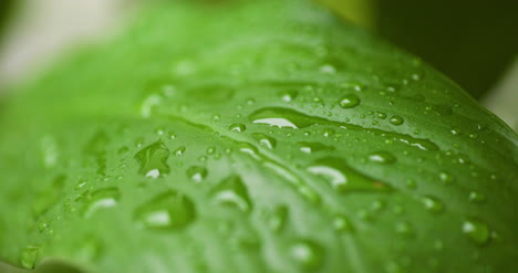 Water-Drops-On-Leaf-Surface-4