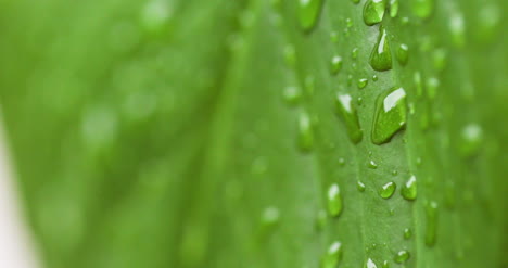 Water-Drops-On-Leaf-Surface-5
