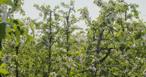 Blooming-Branch-Of-Apple-Tree-1