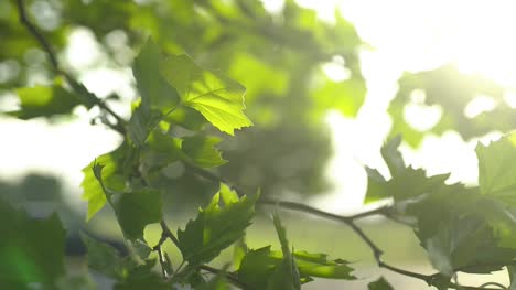 Sun-Luz-Shining-Through-Leaves-3