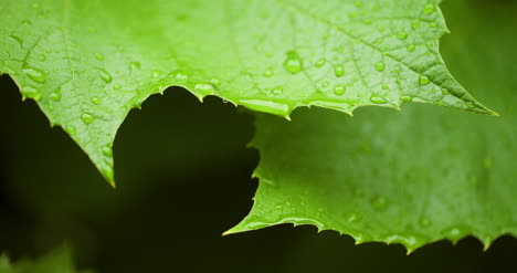 Water-Drops-On-Leaf-Surface-10