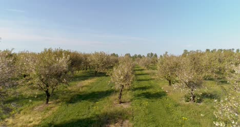 Apple-Orchard-In-August-Aerial-Shoot-13