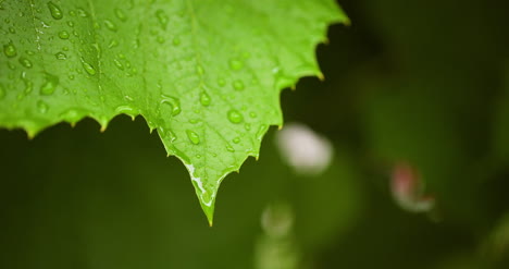 Water-Drops-On-Leaf-Surface-13