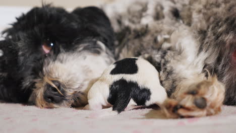 Dog-After-Giving-Birth-With-Newborn-Puppy-01