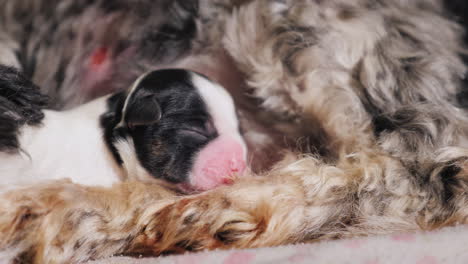 Dog-After-Giving-Birth-With-Newborn-Puppy-03