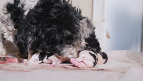 Dog-After-Giving-Birth-With-Newborn-Puppy-04
