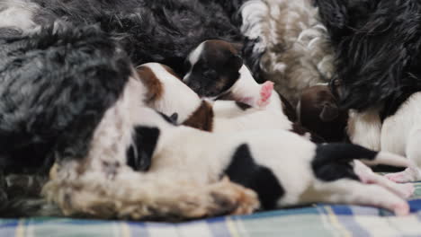 Dog-Feeds-Newborn-Puppies-001