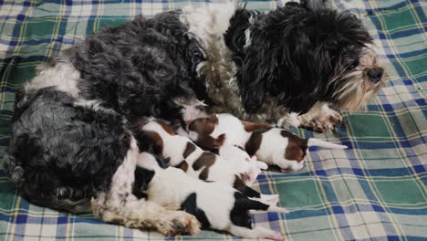 Dog-Feeds-Newborn-Puppies-002