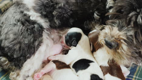 Dog-With-Newborn-Puppies-01