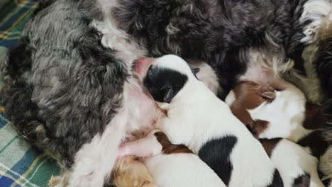 Dog-With-Newborn-Puppies-02