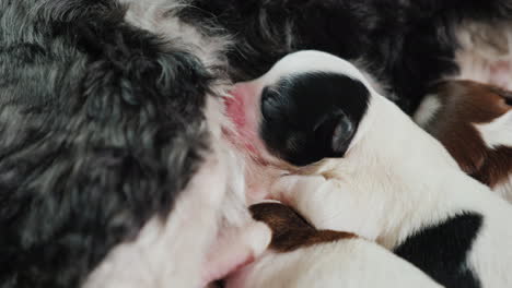 Dog-With-Newborn-Puppies-04