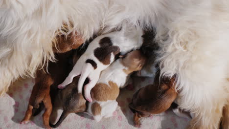 Dog-Feeding-Newborn-Puppies-03