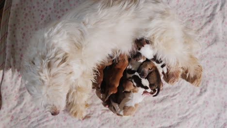 Dog-Feeding-Newborn-Puppies-04