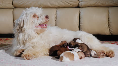 Dog-Feeding-Newborn-Puppies-05