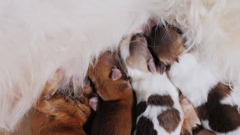 Dog-Feeding-Newborn-Puppies-06