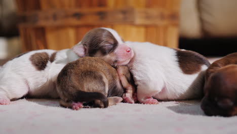 Litter-Of-Cute-Newborn-Puppies-04