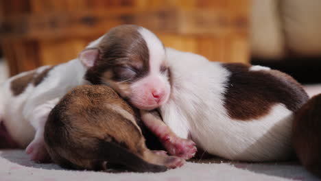 Litter-Of-Cute-Newborn-Puppies-05