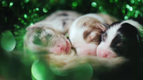 Puppies-In-Green-Decor-For-St-Patrick's-Day