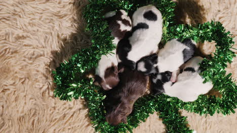 Puppies-In-Green-Decor-For-St-Patrick's-Day-01