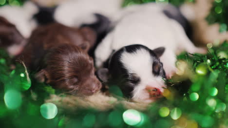 Puppies-In-Green-Decor-For-St-Patrick's-Day-03