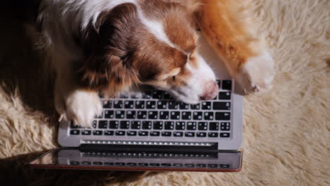 Dog-Looks-At-Laptop-Screen-08