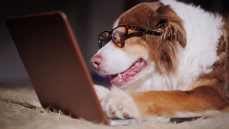 Dog-Looks-At-Laptop-Screen-09