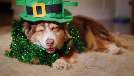 Dog-Dressed-For-St-Patrick's-Day-01