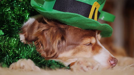 Dog-Dressed-For-St-Patrick's-Day-02