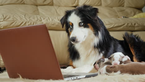 Funny-Dog-With-Puppies-Looks-At-The-Laptop-Screen