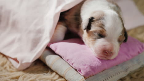 Cute-Newborn-Puppy-Sleeping-In-Bed-01