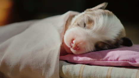 Cute-Newborn-Puppy-Sleeping-In-Bed-02