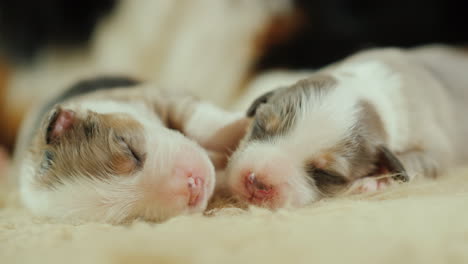 Dog-Cares-For-Her-Newborn-Puppies-05